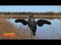 Mojo Crow