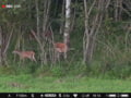 Pulsar Digex C50 Deer Time 18h