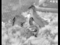 ATN BlazeSeeker Thermal Imaging Monocular View Video