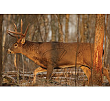 Image of Birchwood Casey Eze-Scorer Whitetail Deer Target Folded 23x35 Inch 2 Per Package 37481