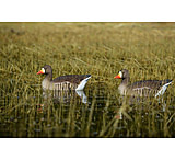 Image of Greenhead Gear FFD Elite Specklebelly Floaters Decoy