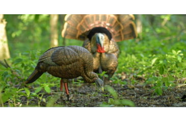 Image of Avian X HDR Feeding Hen Decoy, Synthetic, AVXAVX8107