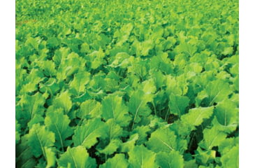 Image of Evolved Habitats Prograze - 4Lb, Black, EVL-EVO70400