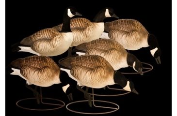 Image of Final Approach Fully Flocked Lesser Canada Geese 474176