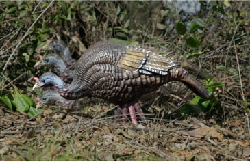 Image of Higdon Outdoors XS TruFeeder Motion Hen Decoy, Lit Bat and Remote, 63171