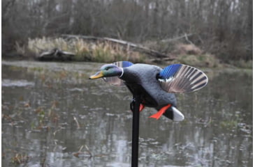 Image of Mojo Elite Series Mini Mallard Drake Decoy HW24703P