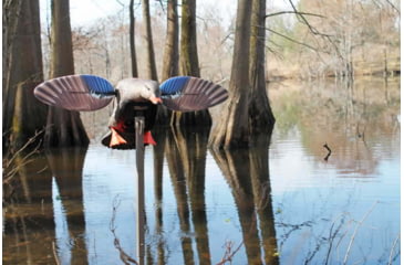 Image of Mojo Mallard Elite Series Mini Mallard Hen Decoy, Plastic, HW24713P