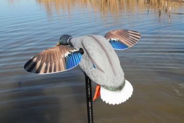 Image of Mojo Mini Mallard Drake Decoy, Elite Series HW2470