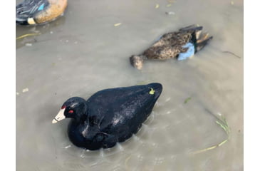 Image of Mojo MOJO Coot Confidence Decoys