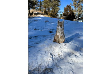Image of Montana Decoy Co. Sitting Coyote Decoy, Multi, 48