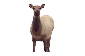 Image of eichler elk decoy, brown