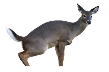 Image of estrus betty decoy