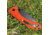 ABKT Tac Protector II Linerlock Orange, 4.5in Closed, 3.25in Black Stonewash D2 Tool Steel Blade, Orange G10 Handle, Thumb Stud, Pocket Clip, Orange, AB023H