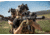AGM Global Vision Python Short Range 1.2x25mm Thermal Imaging Rifle Scope, 336x256 60 Hz Resolution, Black 3093455004PY21