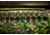 Allen Gear Fit Pursuit Shocker 52in Lockable Shotgun Case, Olive/Mossy Oak NWTF Obsession, 961-52