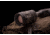 ATN ThOR 4 Thermal Smart HD Rifle Scope, 1-10x19mm, Mossy Oak Elements Terra, TIWST4641AET