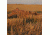 Avery Outdoors KillerWeed,Grain 47405