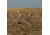 Avery Outdoors KillerWeed Layout Blind Kit,All Terrain 47303