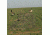 Avery Outdoors KillerWeed Layout Blind Kit,Winter Wheat 47304
