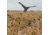 Avery Outdoors Power Flag / Canada Goose w Back 71538
