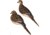Avian X AXP Full Body Dove Decoys, 6 Pack, AVX-DOVE-6PK