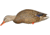 Avian X Fusion Pack APX Mallard Decoy, Brown, Pack of 6, AVX-AVX8061