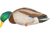 Avian X Fusion Pack APX Mallard Decoy, Brown, Pack of 6, AVX-AVX8061