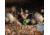 Avian X Fusion Pack APX Mallard Decoy, Brown, Pack of 6, AVX-AVX8061