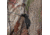 Barronett Blinds Feather Five Hub Hunting Blind, Bloodtrail Backwoods, 4-Person, FF500BW