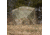 Barronett Blinds Hi-Five 5 Sided Hunting Blind, Crater Thrive, 4-Person, HF550CT