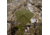 Barronett Blinds Hi-Five 5 Sided Hunting Blind, Crater Thrive, 4-Person, HF550CT