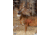 Birchwood Casey Dirty Bird PreGame Animal Targets Deer 16.5x24 Inch 3 Per Package, BC-35401