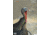 Birchwood Casey Dirty Bird PreGame Animal Targets Turkey 12x18 Inch 8 Per Package, BC-35403
