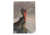 Birchwood Casey Dirty Bird PreGame Animal Targets Turkey 12x18 Inch 8 Per Package, BC-35403