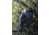 Celestron Regal M2 65ED Spotting Scope 52304
