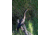 Celestron Regal M2 65ED Spotting Scope 52304