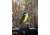 Celestron Regal M2 65ED Spotting Scope 52304