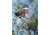 Celestron Regal M2 65ED Spotting Scope 52304