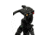 Celestron Regal Premium Adjustable Aluminum Tripod, Black 82052