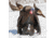 Dave Smith Decoys 3/4 Strut Jake Decoy