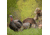 Dave Smith Decoys Decoys Posturing Jake Decoy