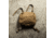 Eberlestock Mission Lid, Coyote Brown, ML1MC