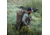 Eberlestock Vapor 2500, Mountain, 2500 C.I., V25AM-V2