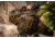 Eberlestock X1E European Hunting Pack, Loden Green X1EHL