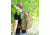 Elite Survival Systems PULSE - 24-Hour Backpack, Coyote Tan 7701-T