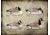 Final Approach FA Last Pass HD Honker Shells 474165 w/ Free S&amp;H