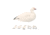 Final Approach Last Pass HD Snow Goose, Shells Outfitters 12 Pack 474188