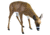 Flambeau Grazing Doe Decoy, Brown, 5967GD