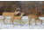 Flambeau Grazing Doe Decoy, Brown, 5967GD