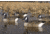 Flambeau Water Pack Canada Goose Decoy